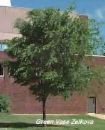 Green Vase Zelkova